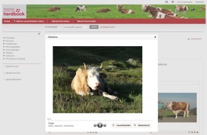 swiss-herdbook
