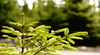Evergreen Content Tanne im Wald