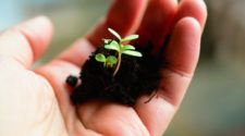 was ist content seeding säen pflanzen