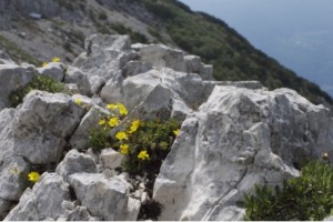 Naturaufnahme